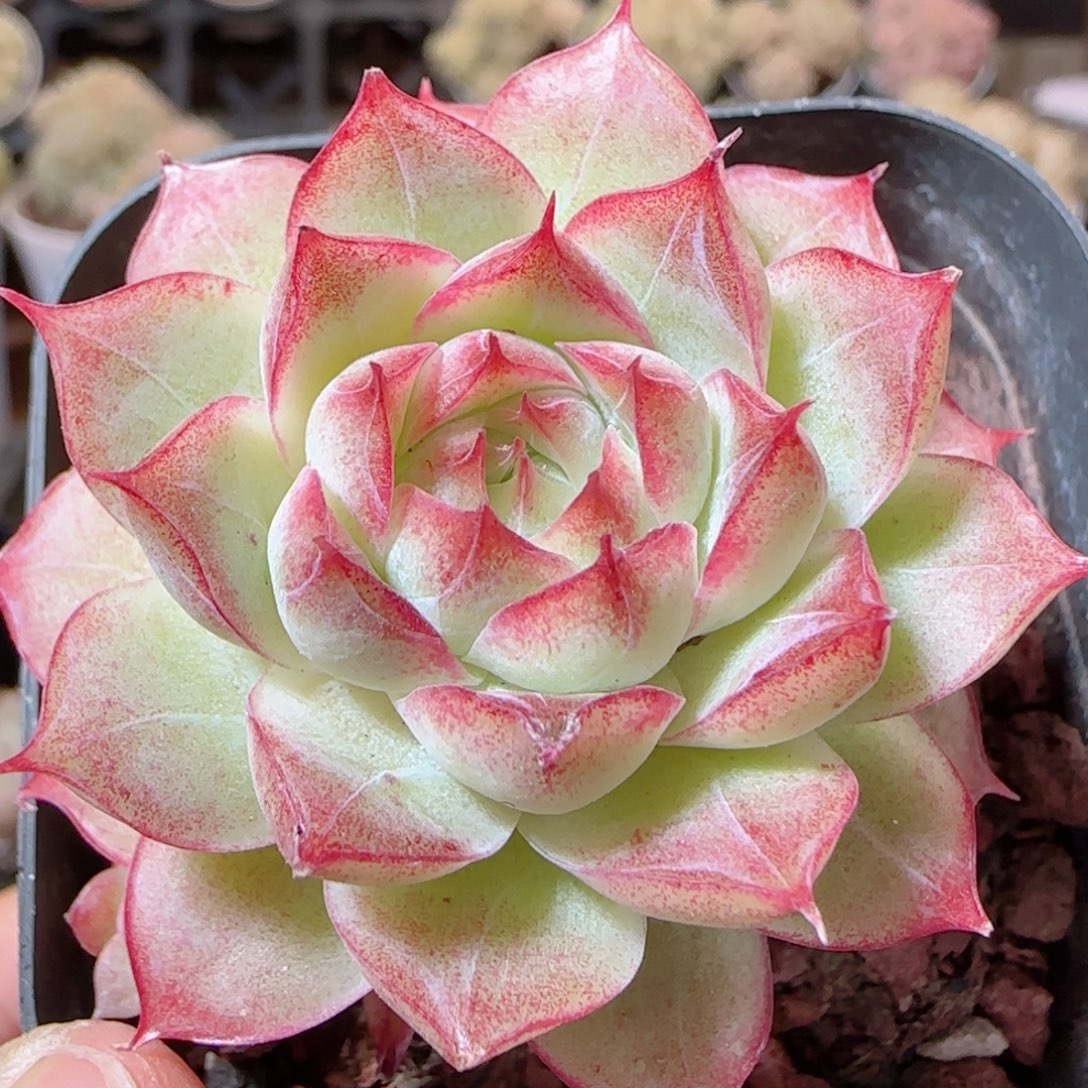 花语多肉1226-131