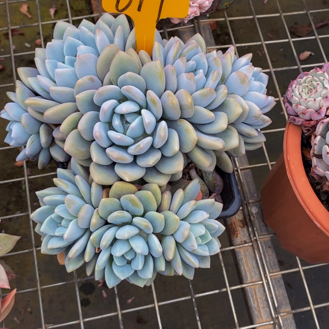 小***跑桃梦679。              