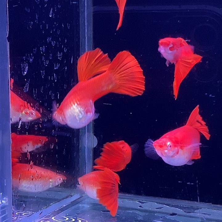 孔雀鱼紫麟大背血红3对