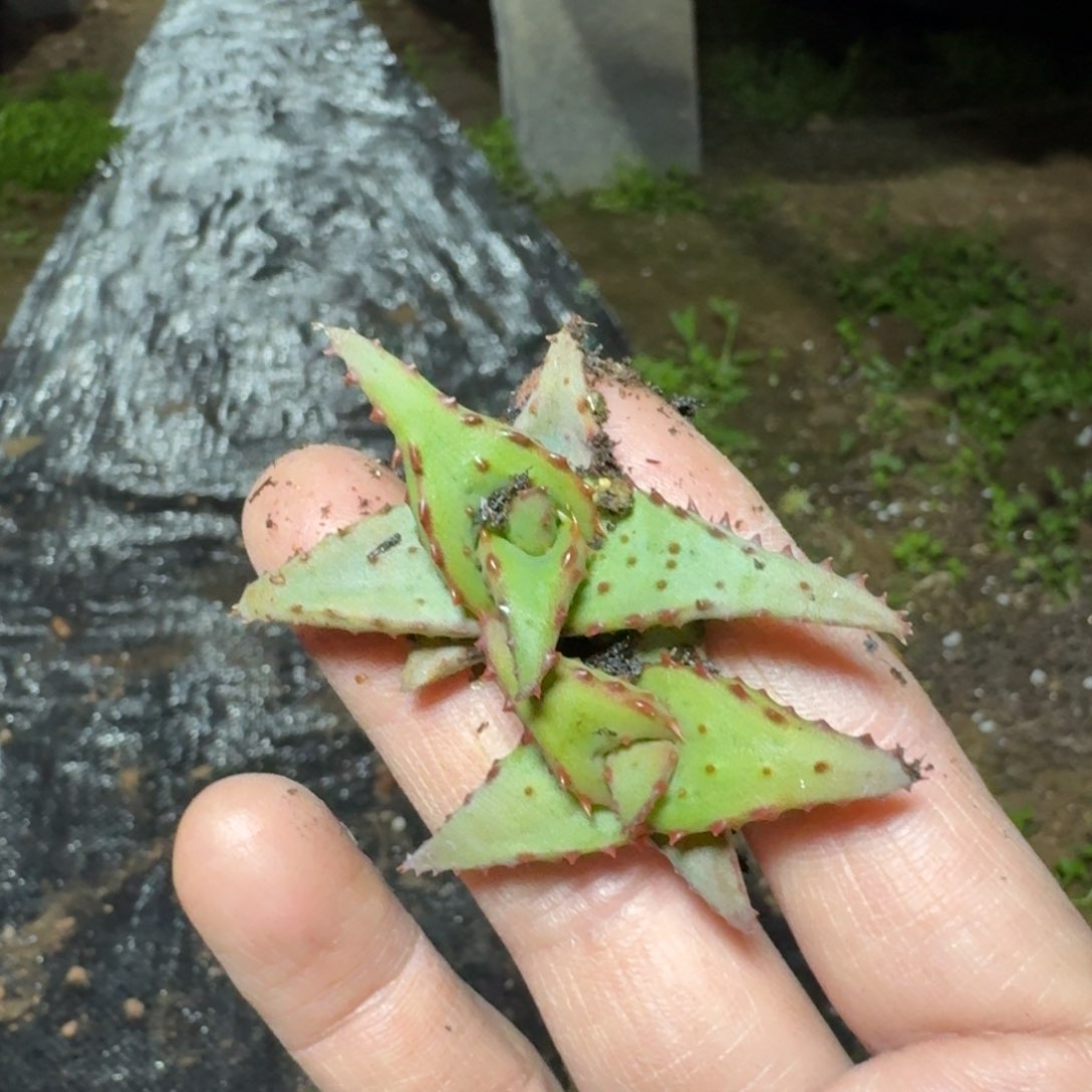 卡萨帝芦荟多肉植物