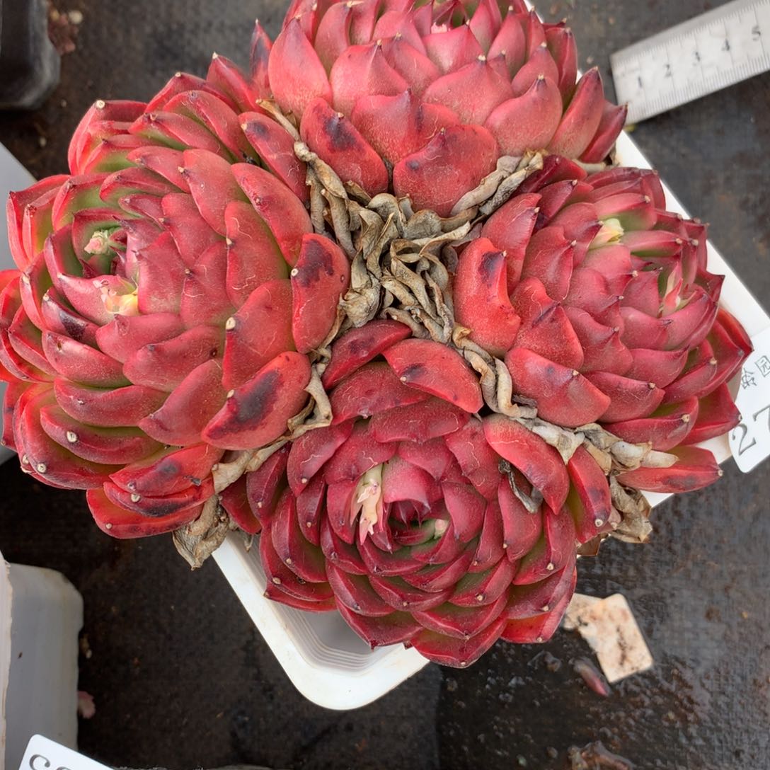 2756杂交精品基地15厘米