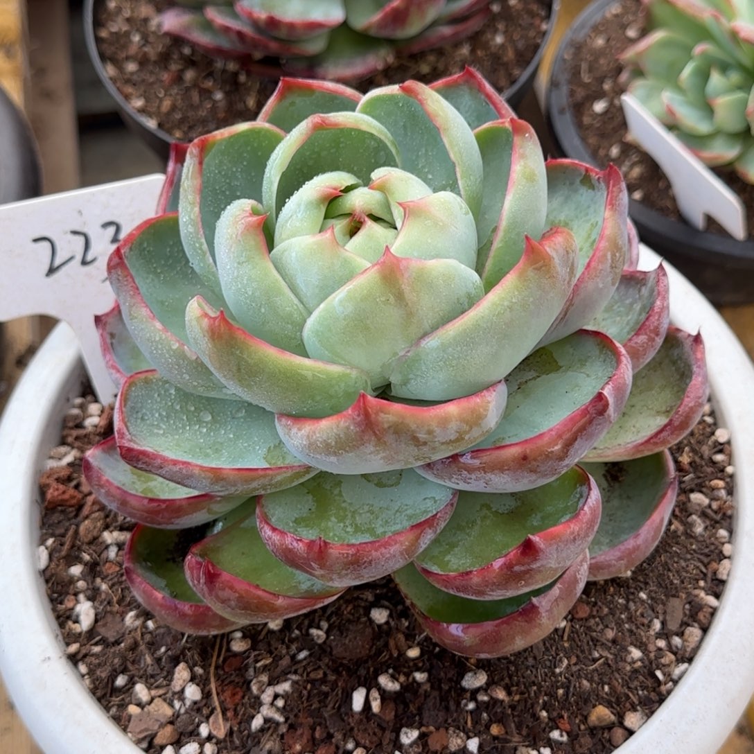 惊鸿一物一拍包装收缩花旱223