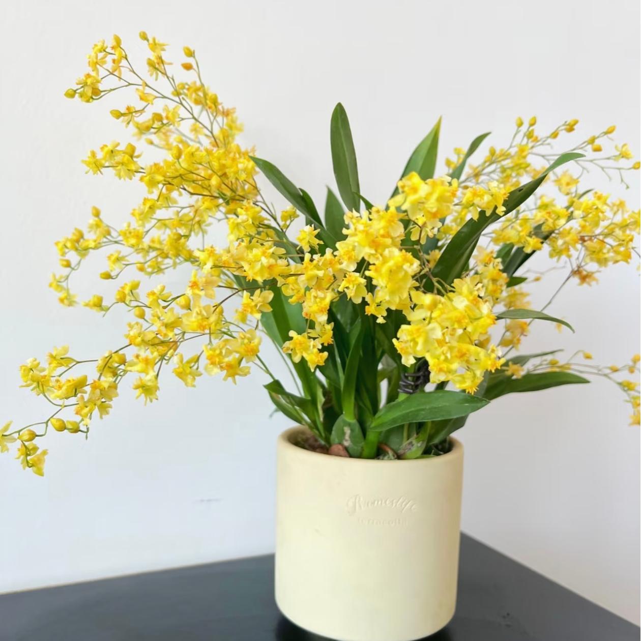 【金丝桃】金黄色梦香兰简单易养活阳台客厅卧室爆花复花精致盆栽