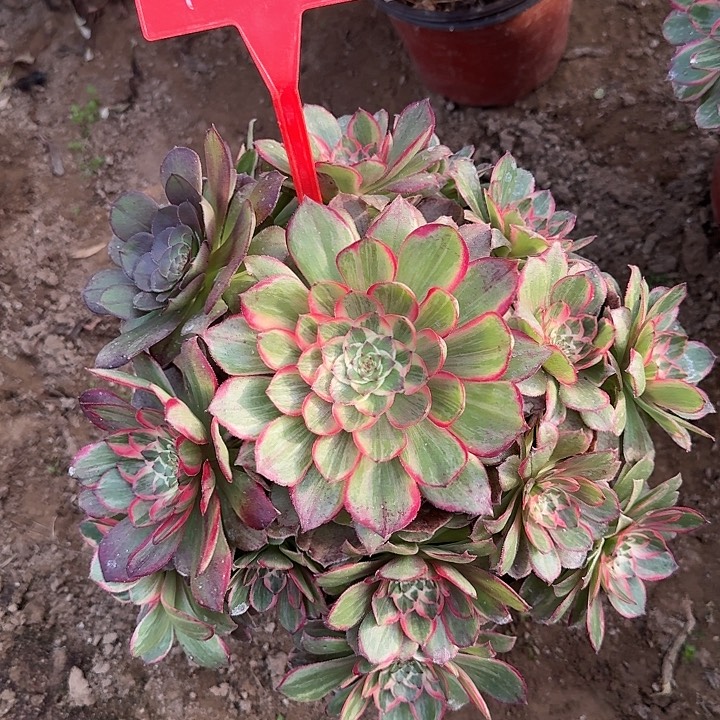 4-36莲花座多肉法师