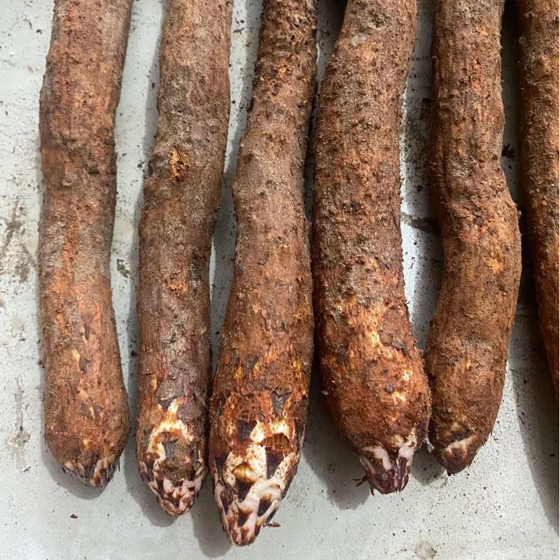 阿拉善冬季短头锁锁整根泡水泡茶搭配熟地无农药顺丰包邮