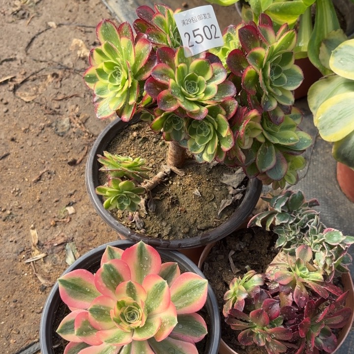 3颗多肉法师2502