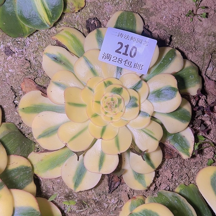 210王妃君美丽多肉植物