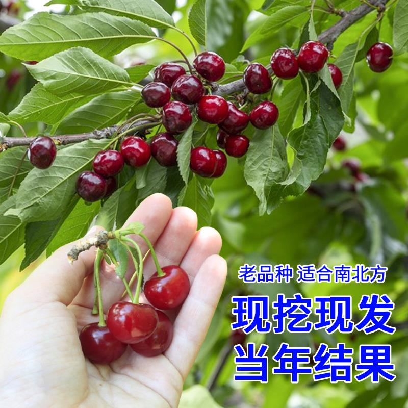 【2颗】【樱桃树苗】车厘子树苗南方北方种植盆栽庭院果树苗大樱桃苗