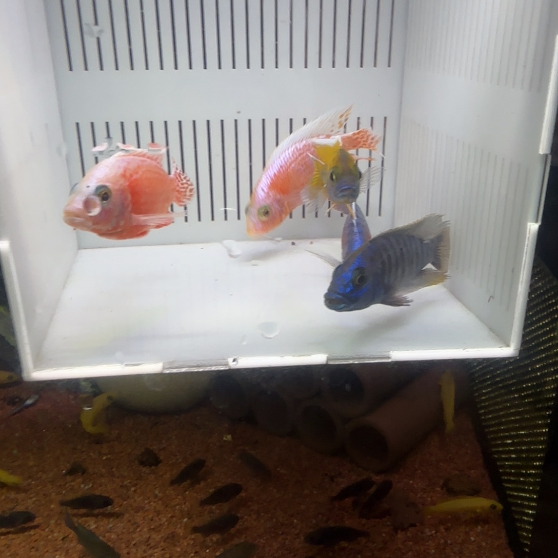 雾***花慈鲷鱼直播68号4条