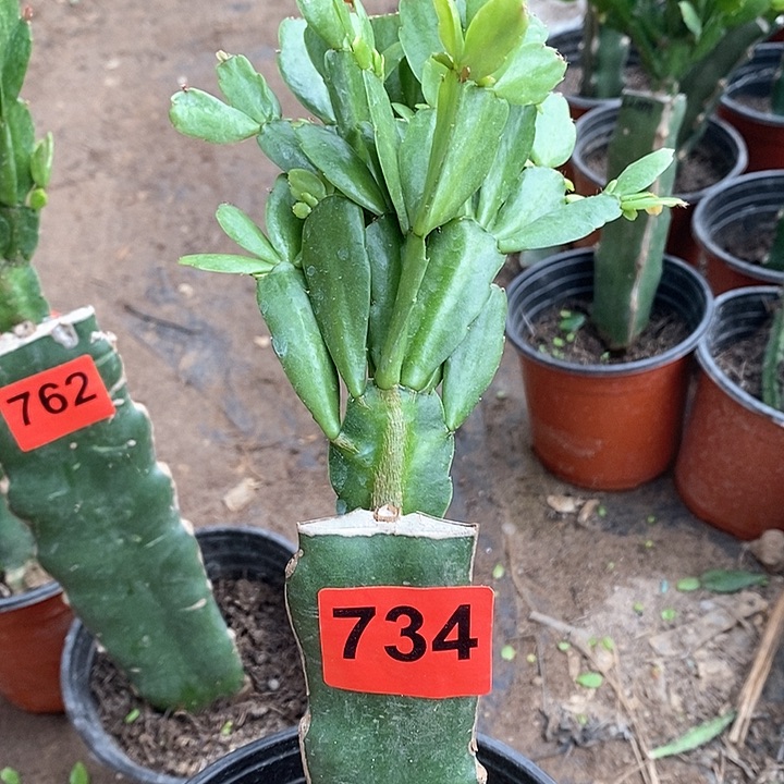 无花朵瑕疵苗底部烂过肉027，734号新疆不包邮