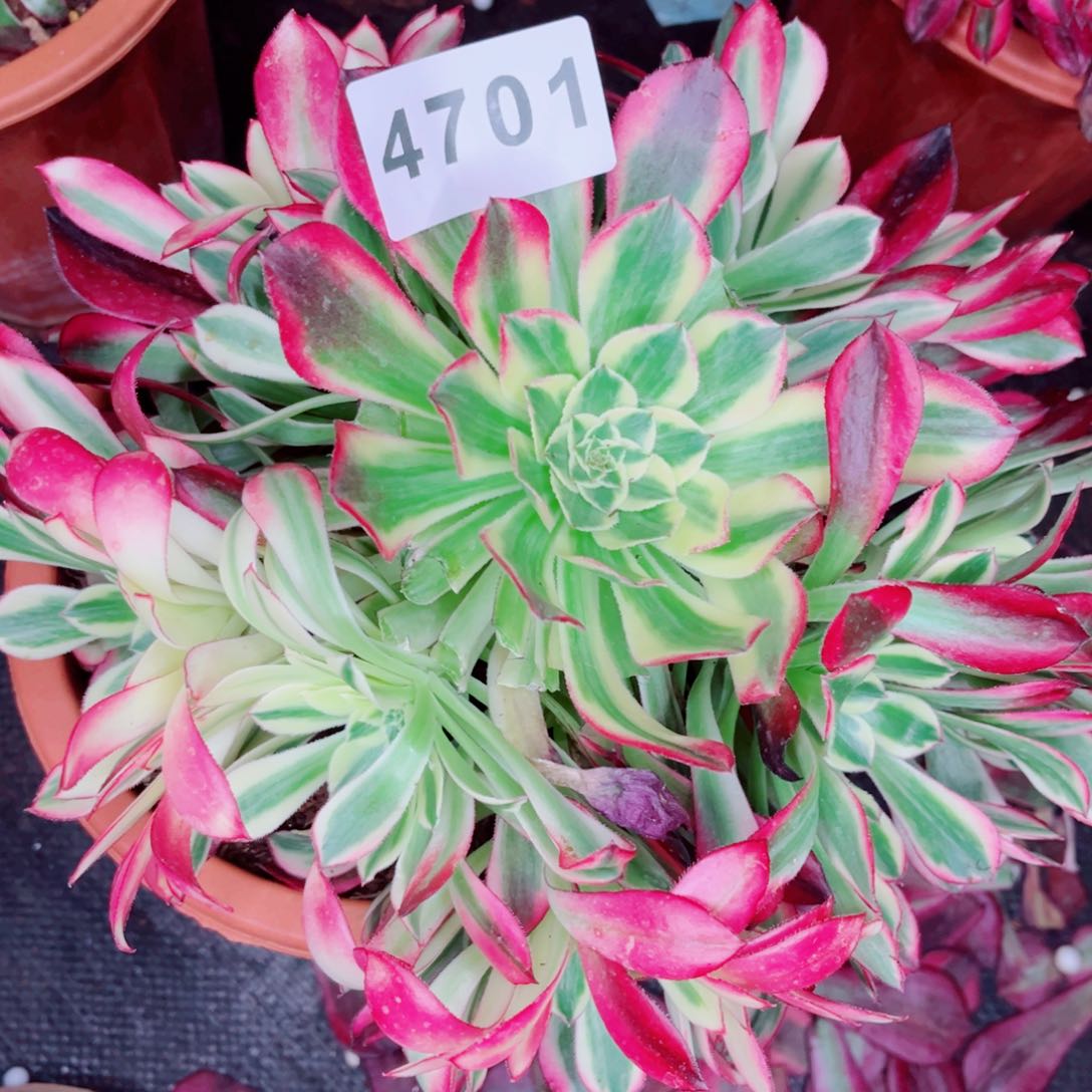 天合多肉发货发货