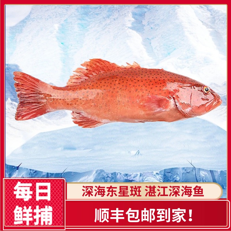 【红东星斑】深海东星斑湛江海鲜水产东星斑水产海鲜新鲜红东星海味