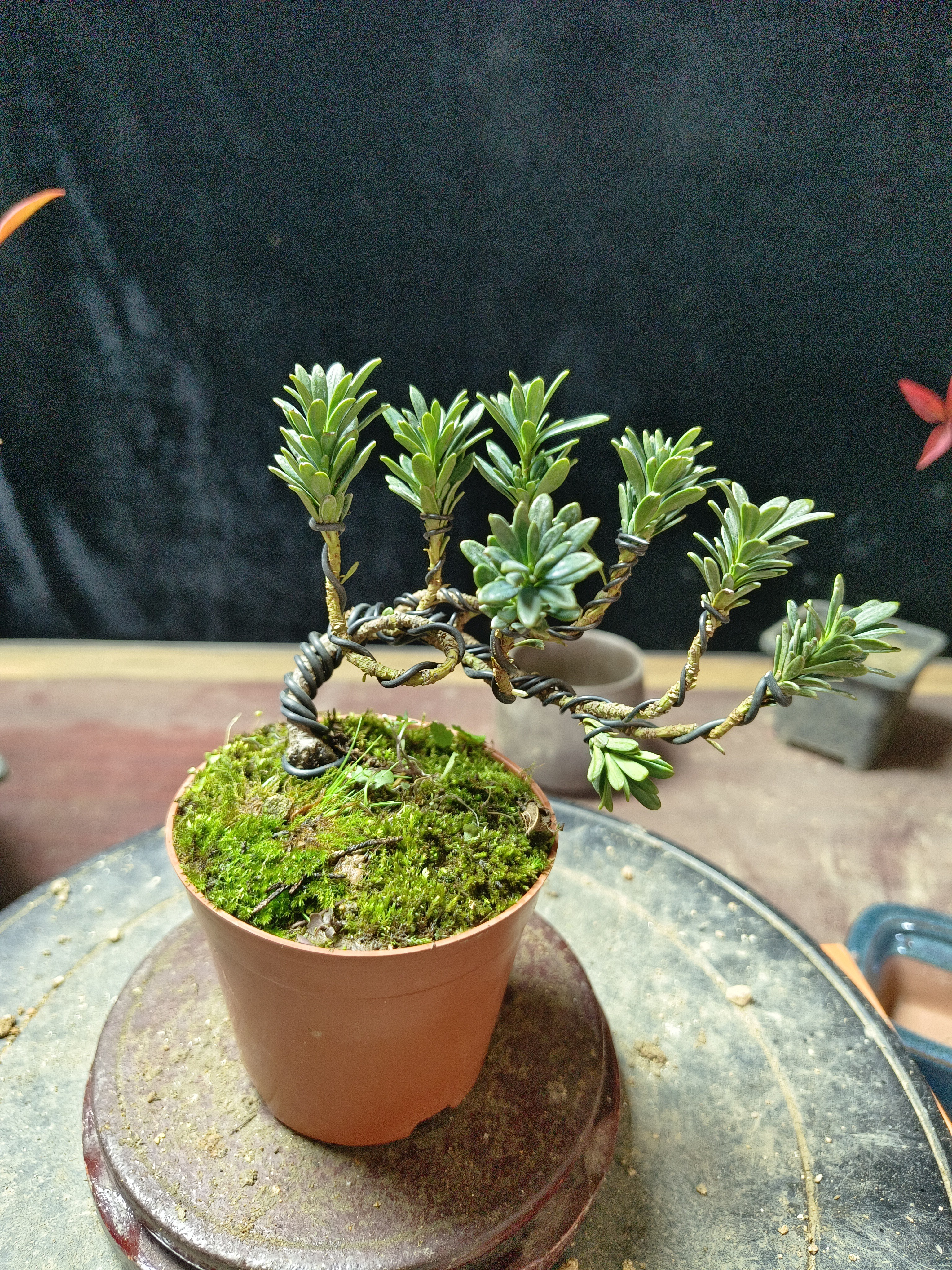 米叶罗汉松微盆景好养易活桌面盆景一物一拍