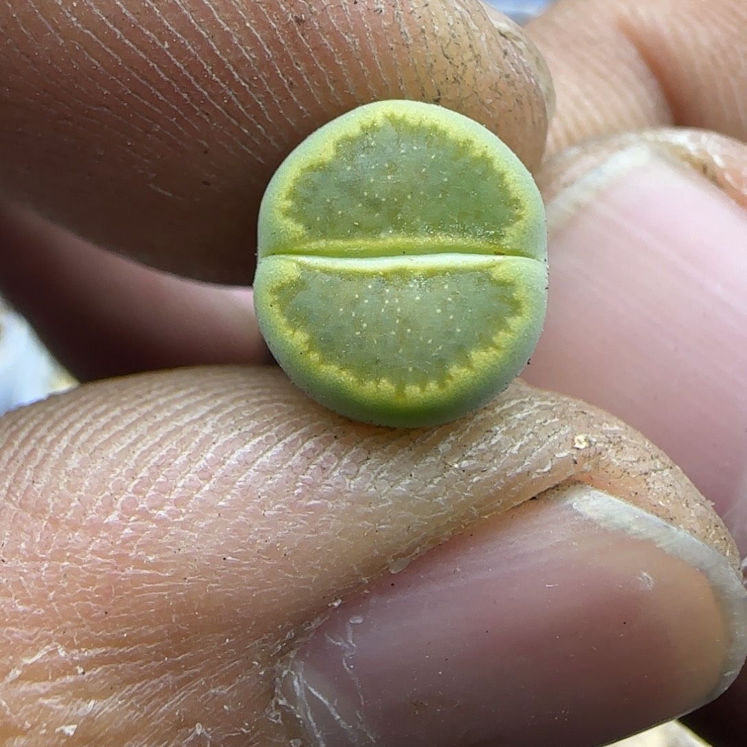 836 生石花大棚直播