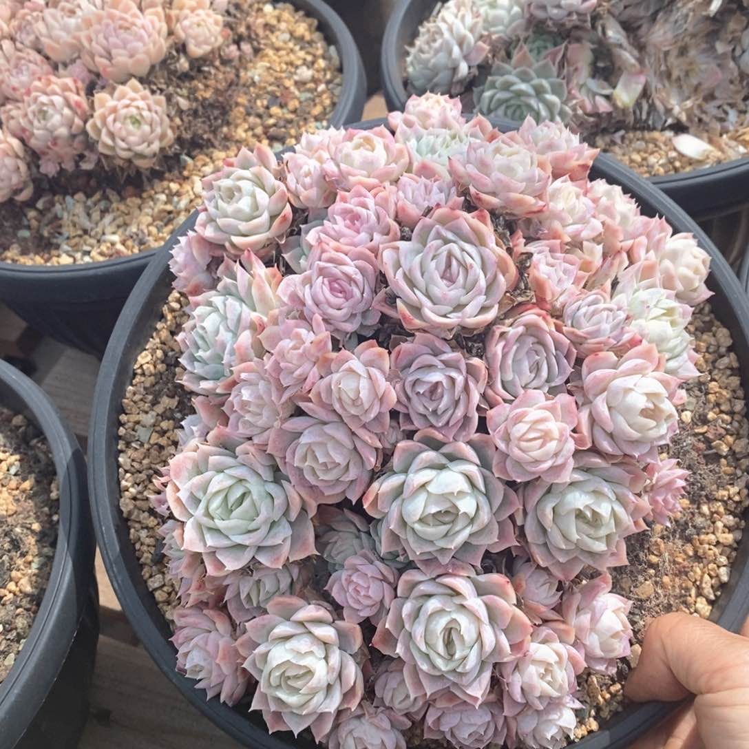 精品多肉一物一拍不包整16