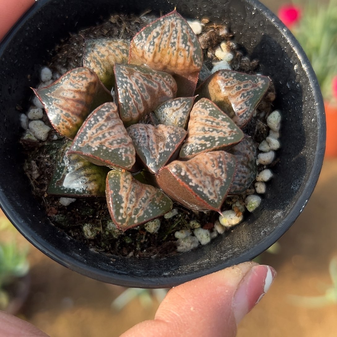 多肉植物花魁寿单头