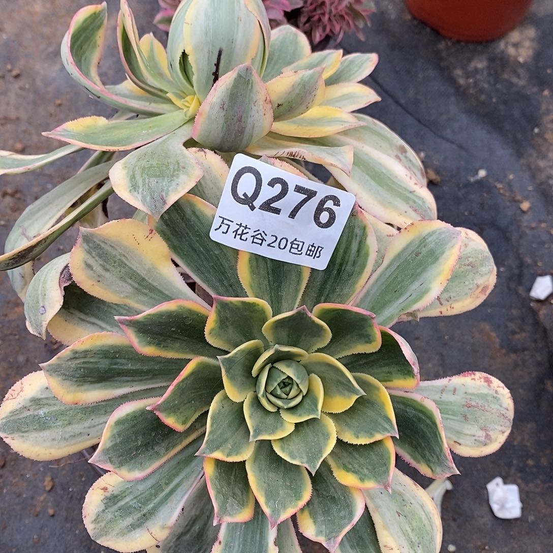 276灿烂多肉植物