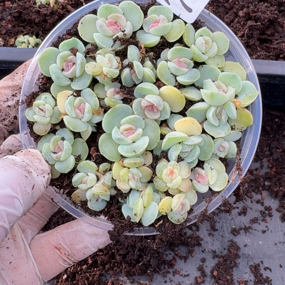 多***萌多肉植物多肉植物702