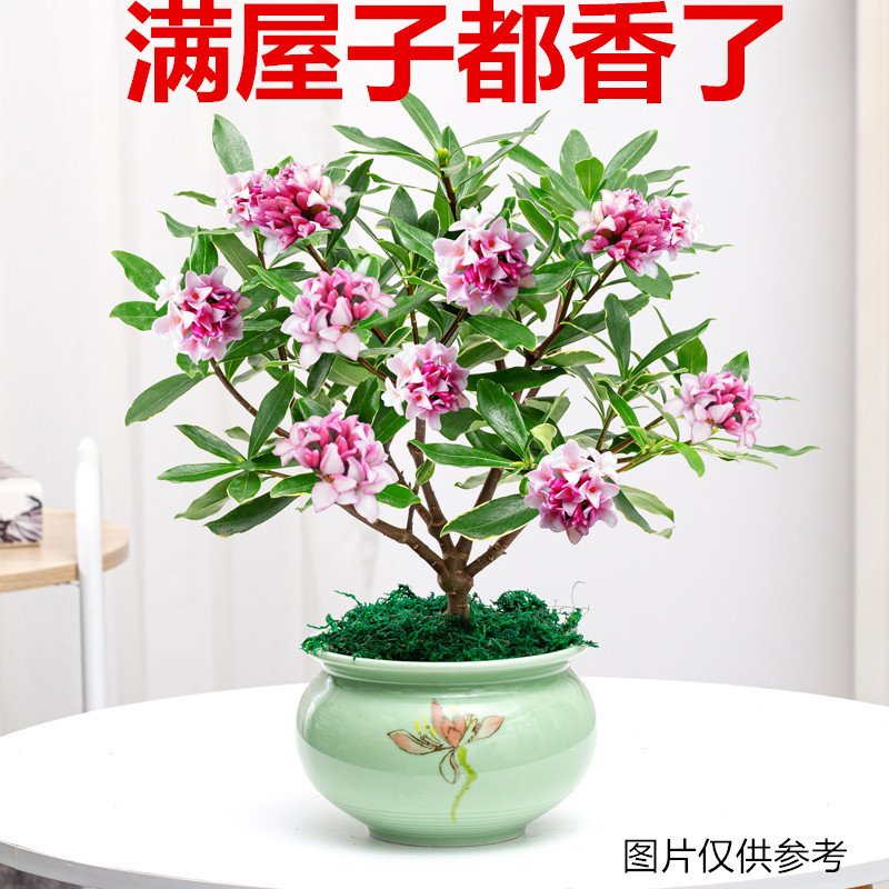 金边瑞香盆栽花卉植物室内花树苗开花香气四季青客厅阳台桌面绿植