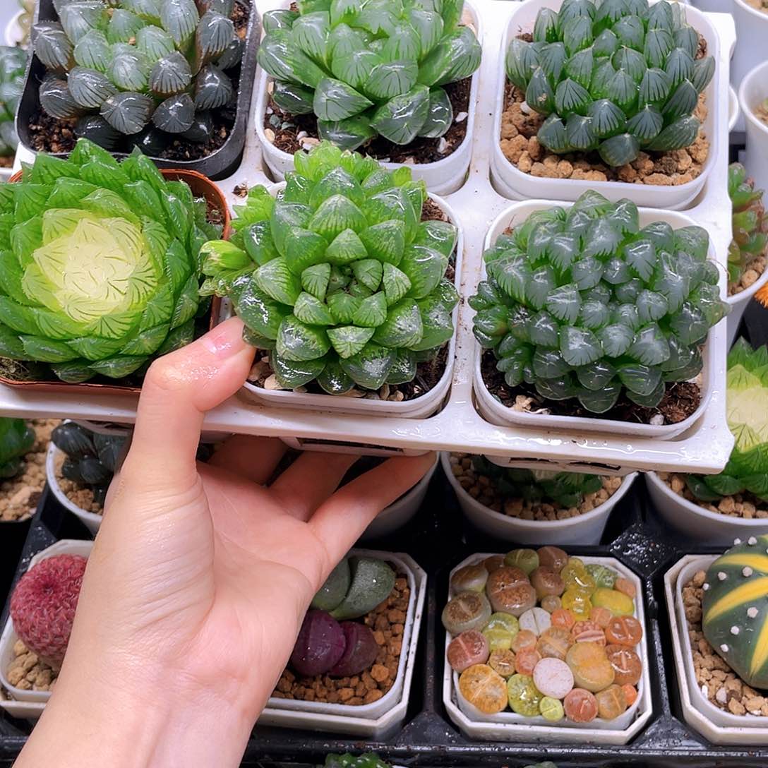 玉露六件套多肉，原盆