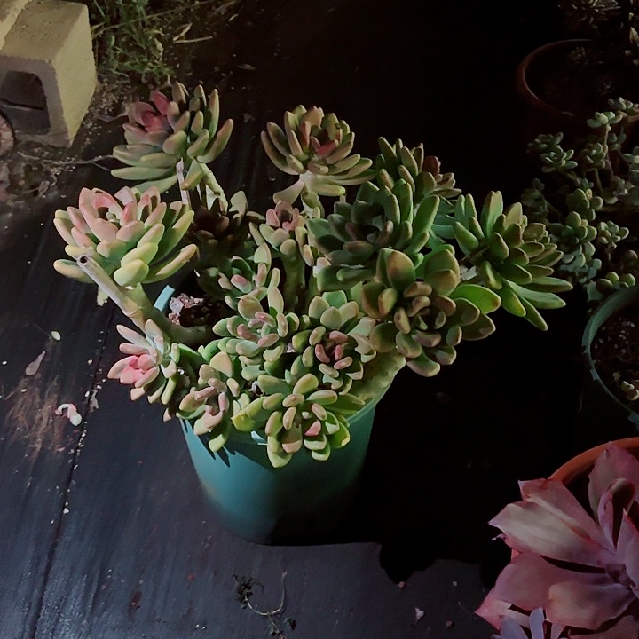 荷***儿Kk美人精品多肉一物一拍地上