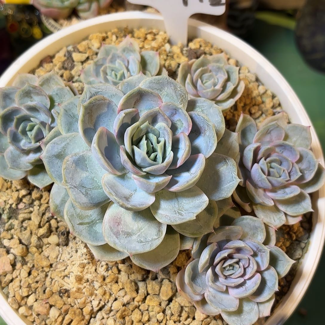 多肉植物啦啦啦啦啦