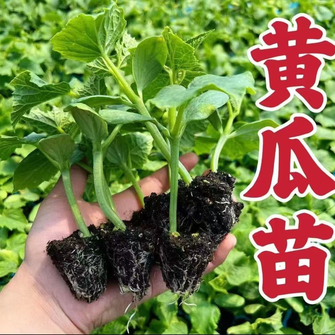 黄瓜秧苗密刺黄瓜水果黄瓜苗旱黄瓜秧苗盆栽地栽小院种植