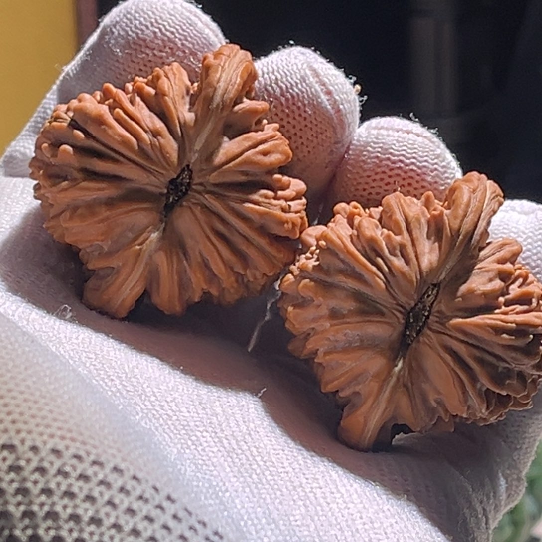 t***c楼子楼子楼子楼子 