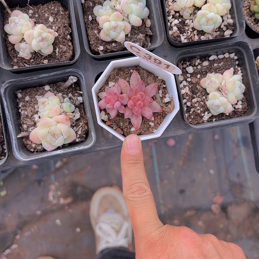 C391虞美人一物一拍