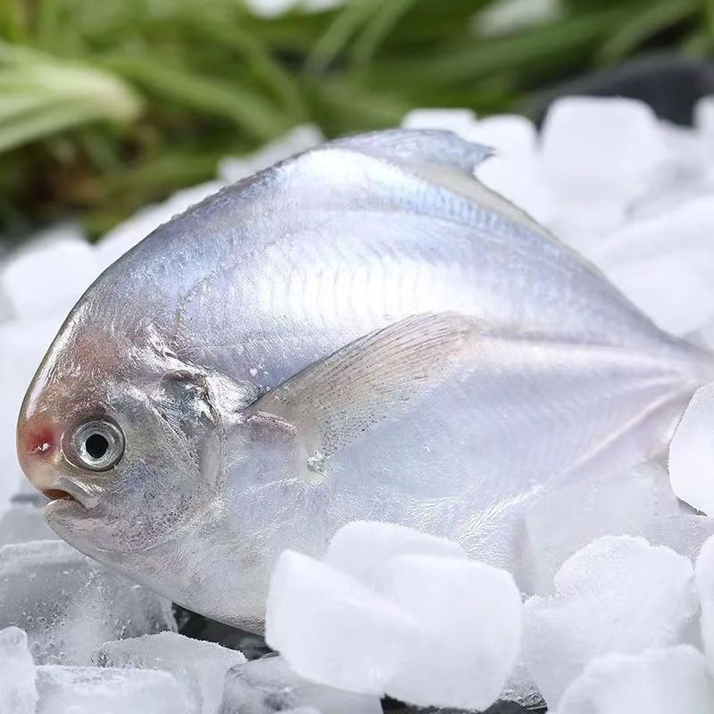 【京东顺丰冷链车发货】大号新鲜海捕银鲳鱼 刺少肉嫩 4条/斤