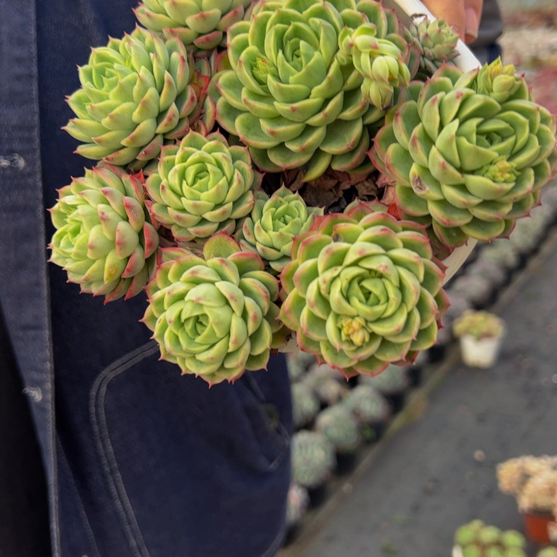 酸橙辣椒多头群生多肉