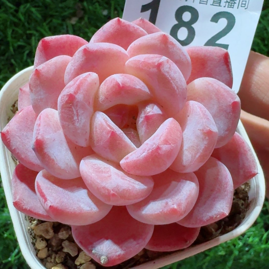 粉魄         精品多肉