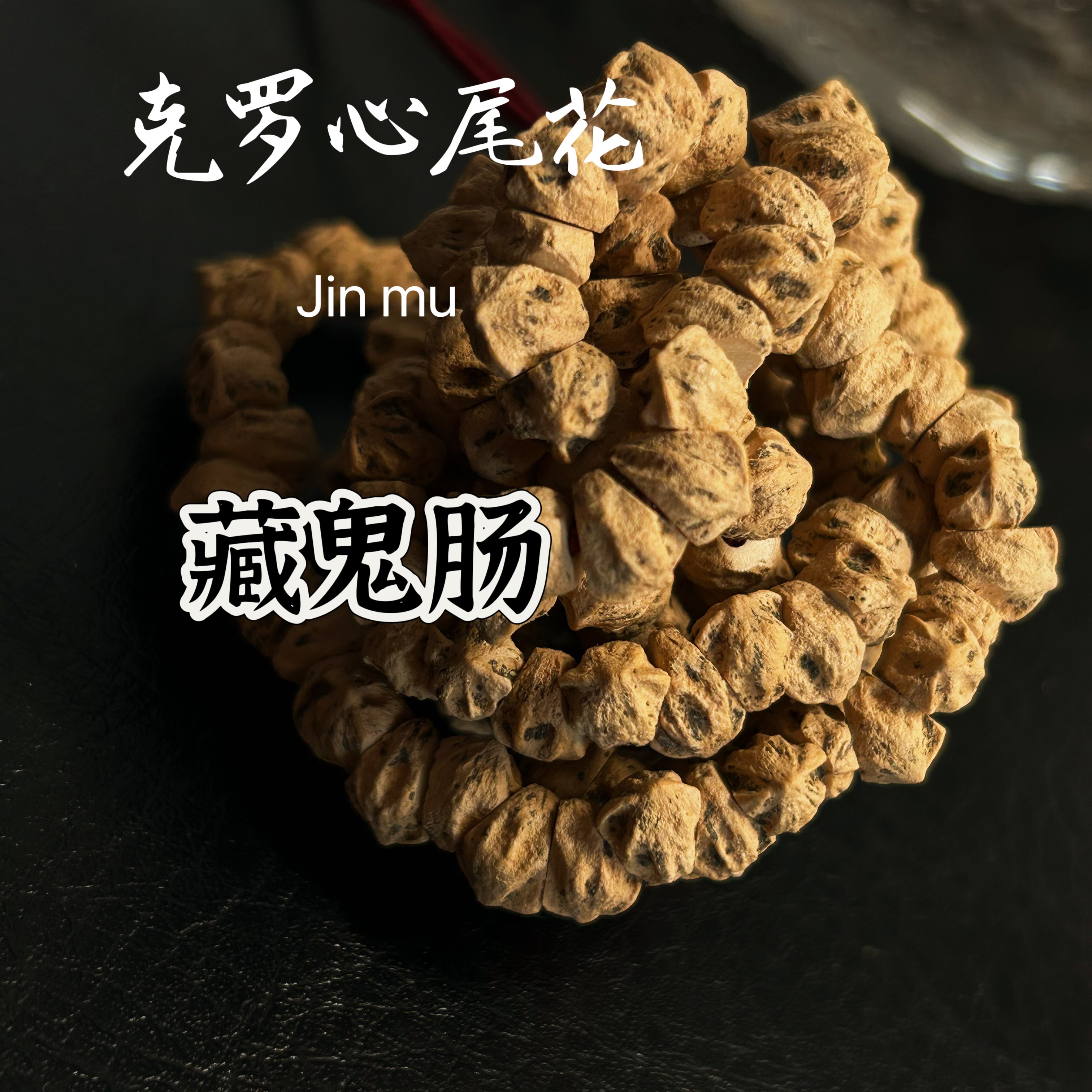 【藏鬼肠】克罗心尾花侧斜切大肠柏香籽