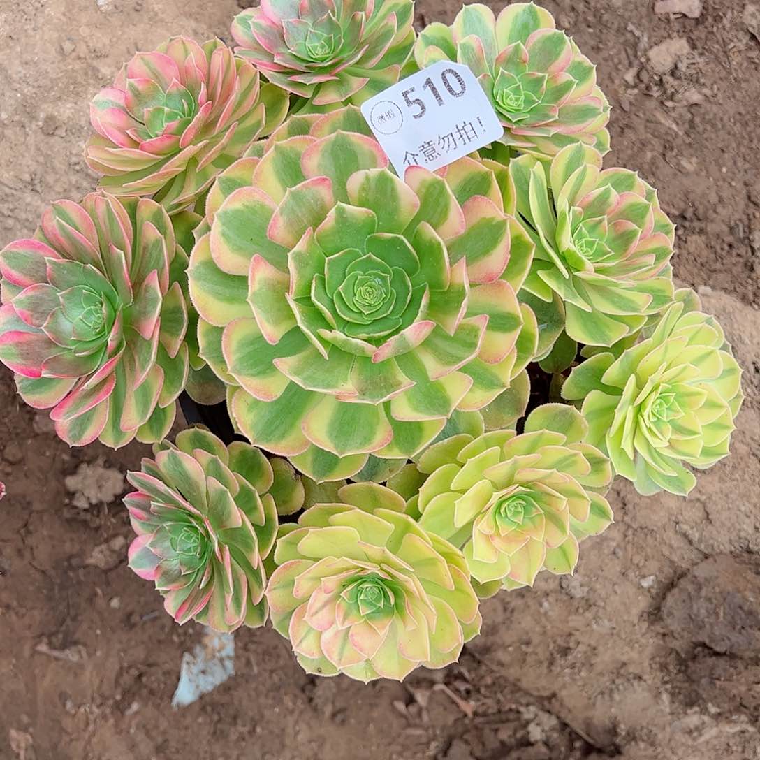 无花朵雨**桐多肉植物510