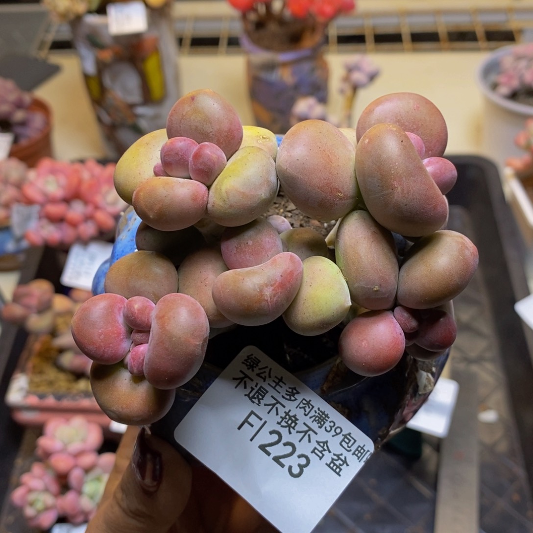 芒果奶酪金蟾kk奶223/9c m