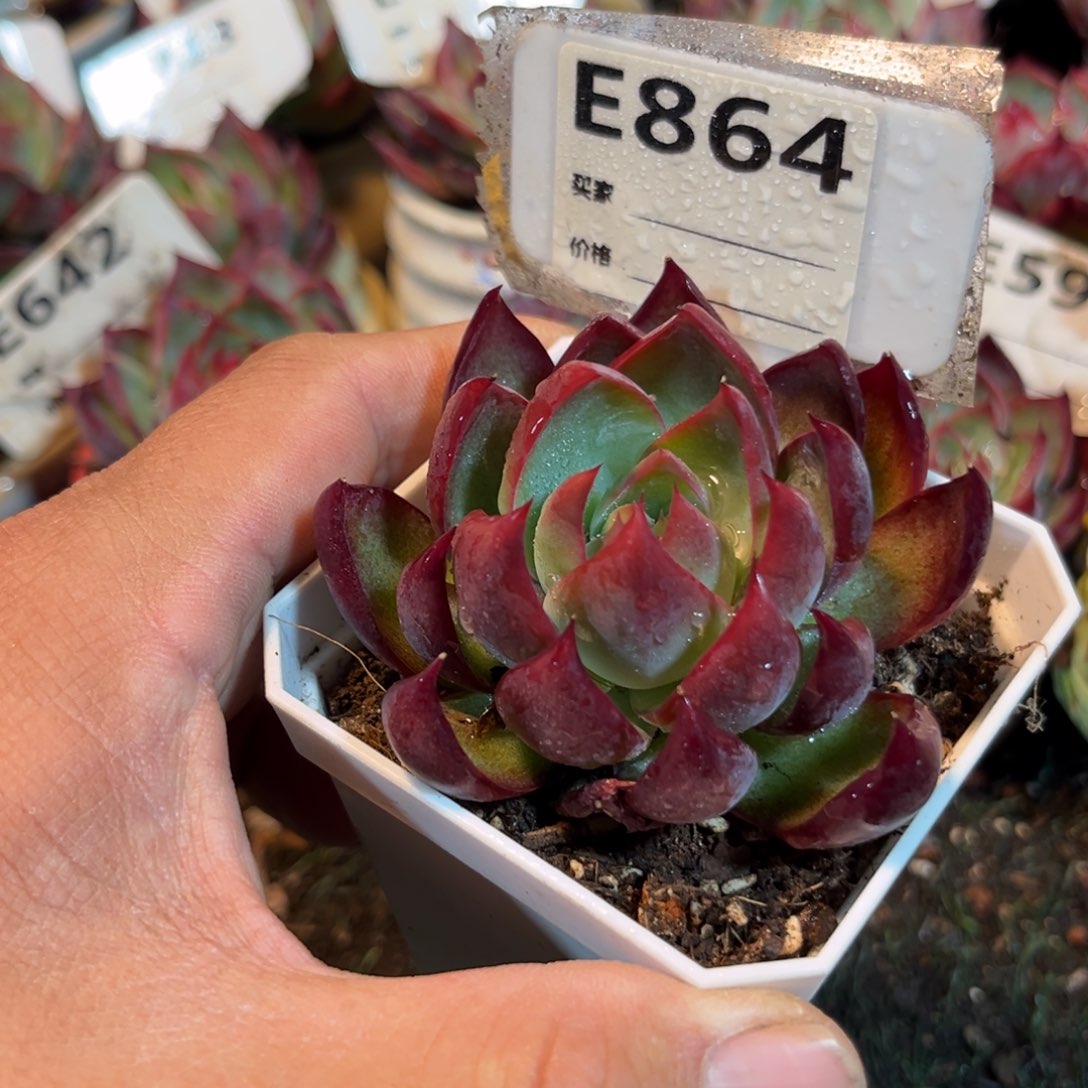 惊鸿一瞥864号多肉