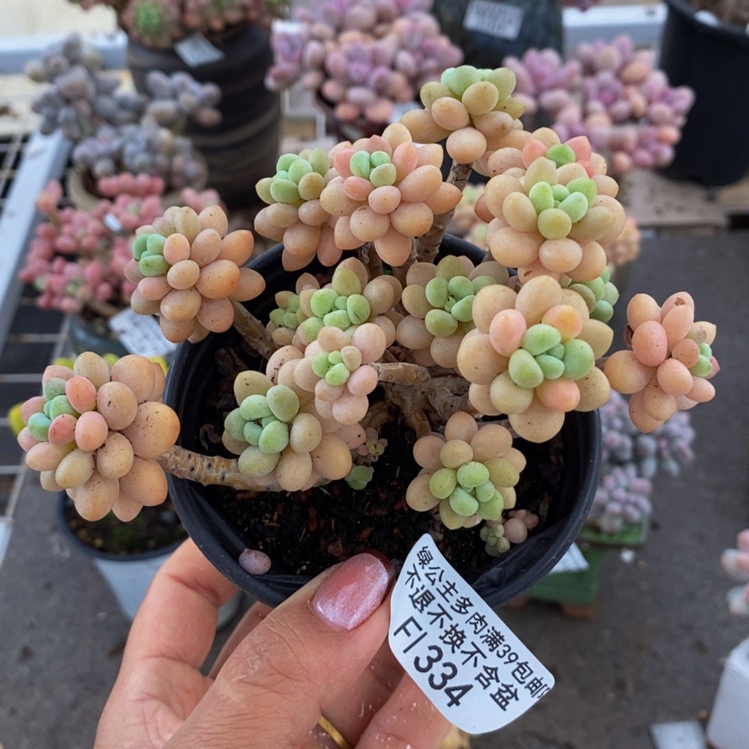 花朵鱼子酱334/10c m