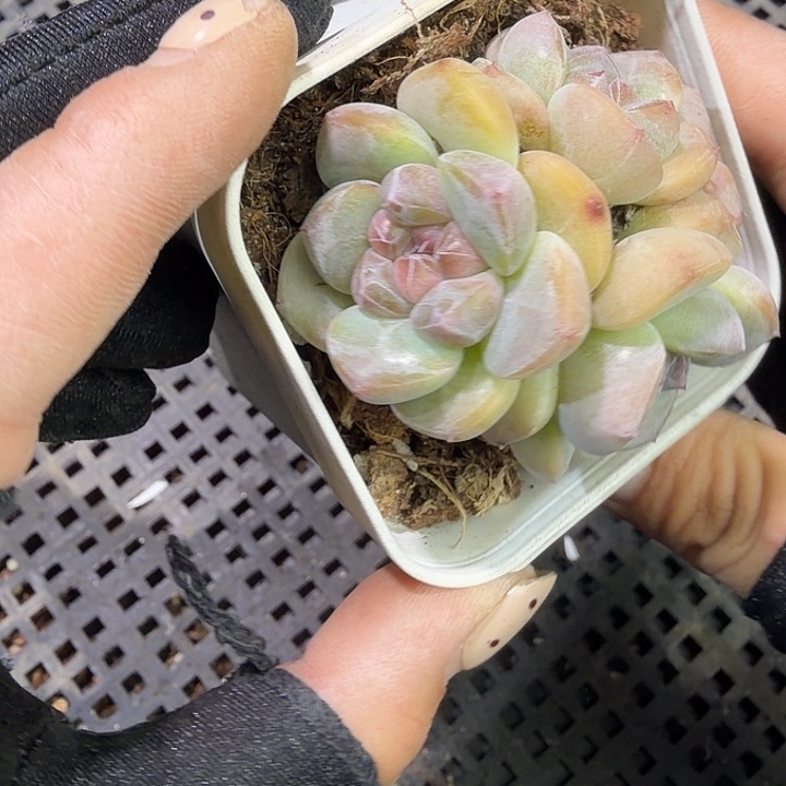 186 号到手1框江北多肉