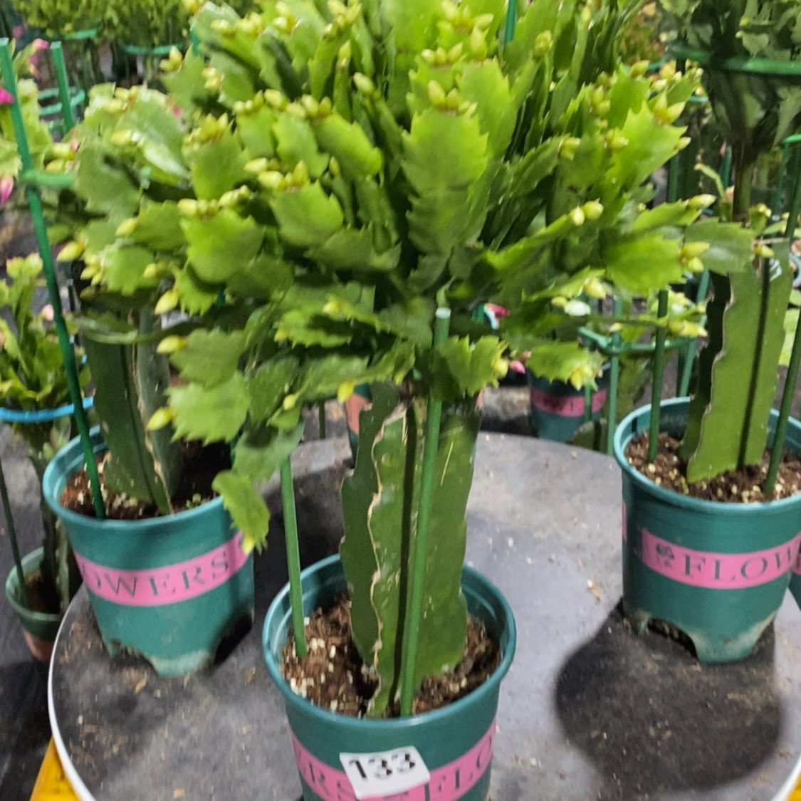 【闪购商品】无花朵美*133嫁接2228