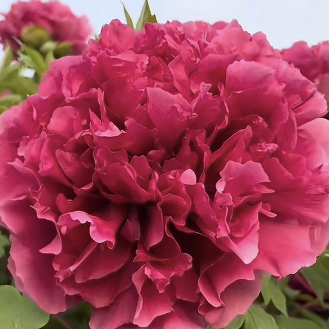 【花王】无纺布袋愈合苗 红色大花