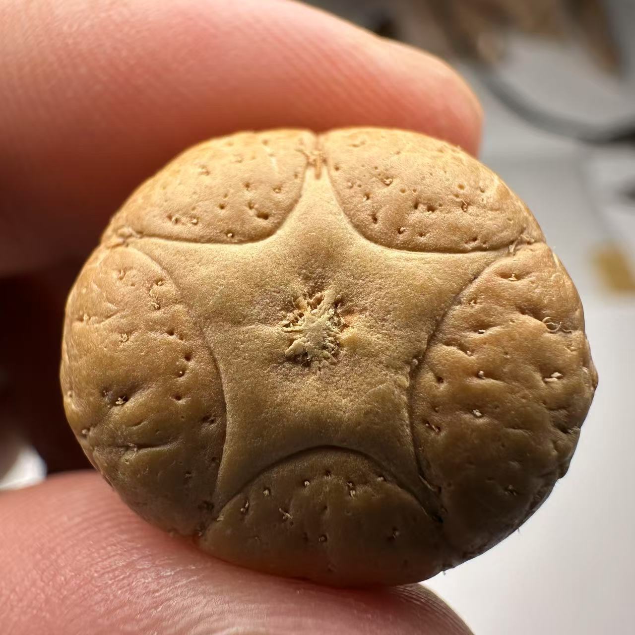 尼泊尔五星菩提，尺寸20，sss系列，货号41