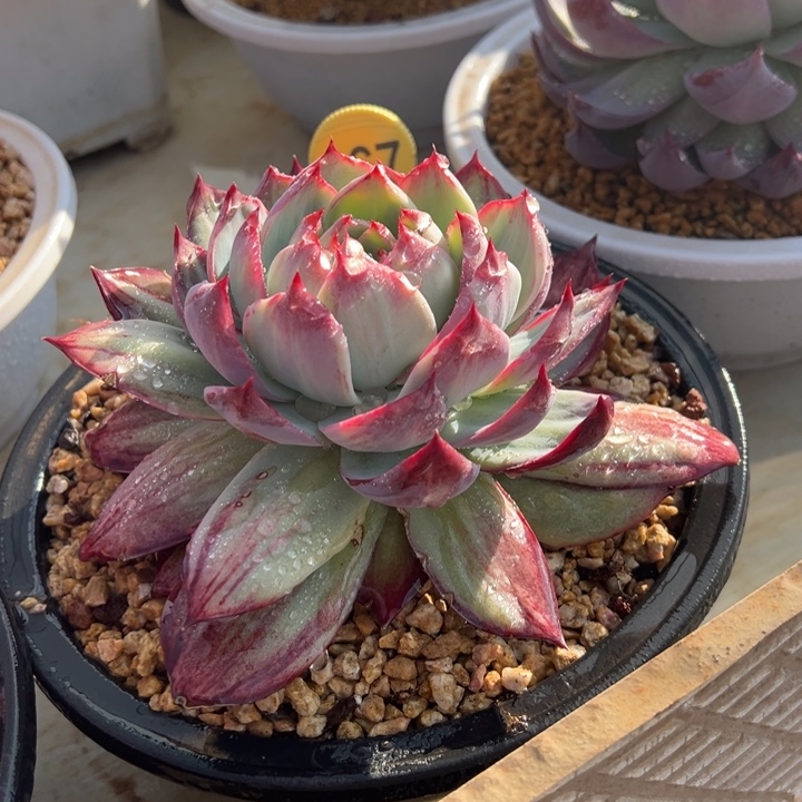 167惊鸿仙子 阿松多肉