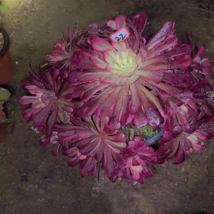 一物一拍红铜超白22