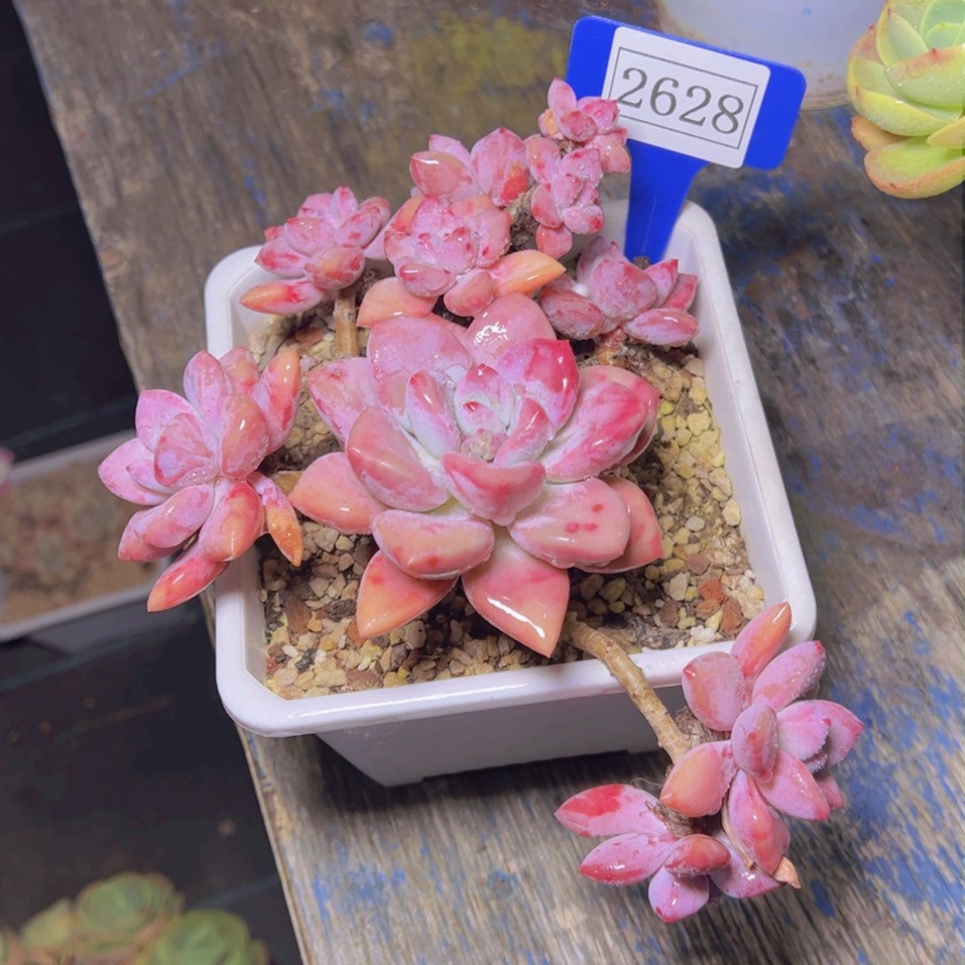 碎*奥普琳娜2628多肉植物