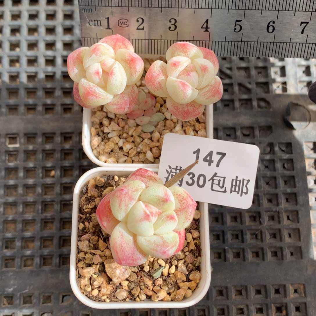 147。长腿小脸28+12=40。带盆土。