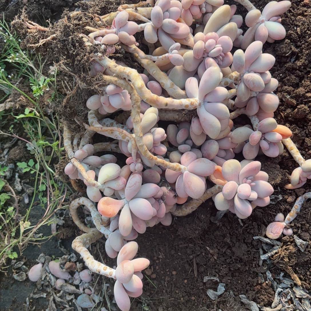 粉**沫桃蛋散装的20-4。    