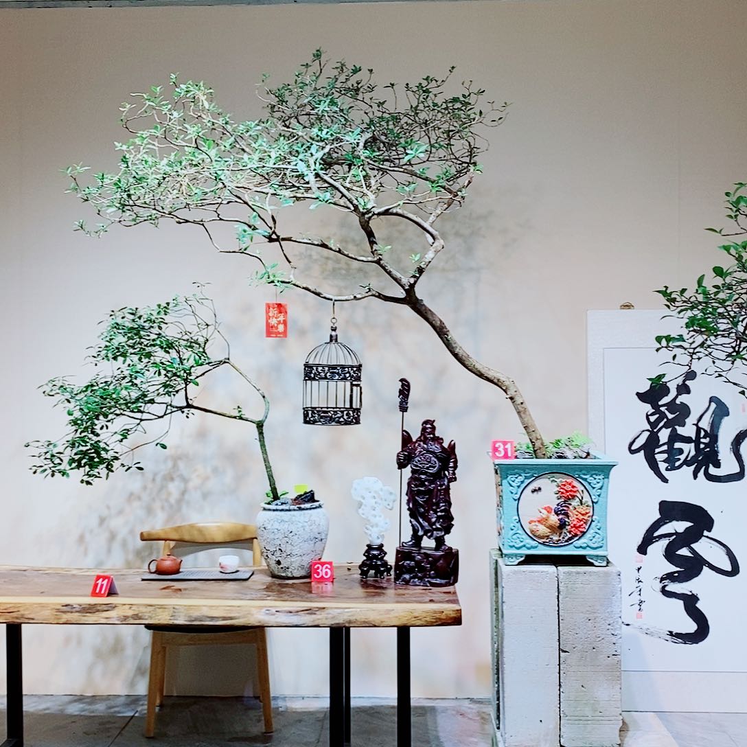 永**编海岛栀子花一物一拍