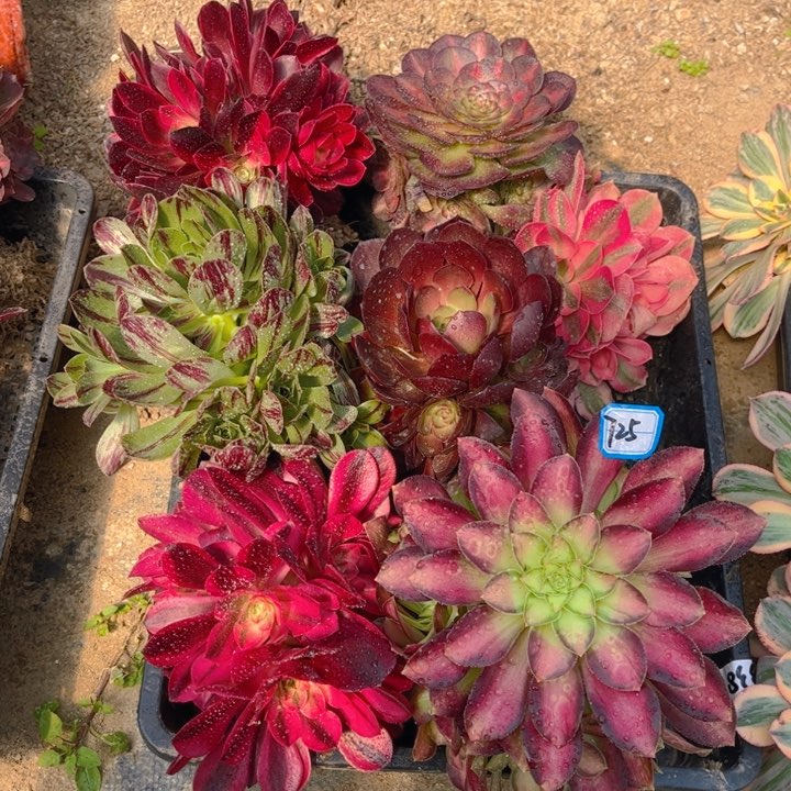 725必火，韶华，抹茶6多肉法师