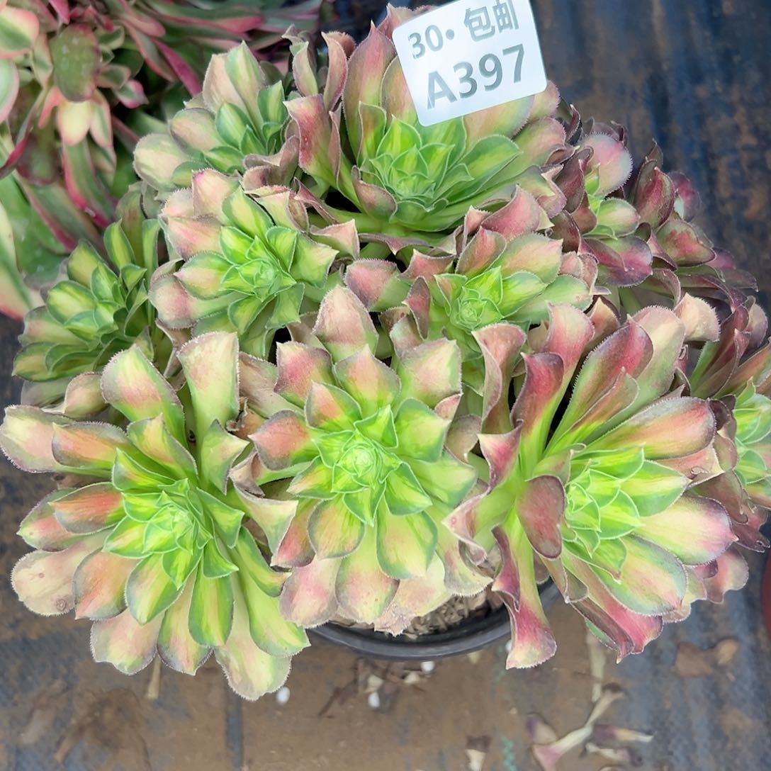 397 多肉不包侧枝