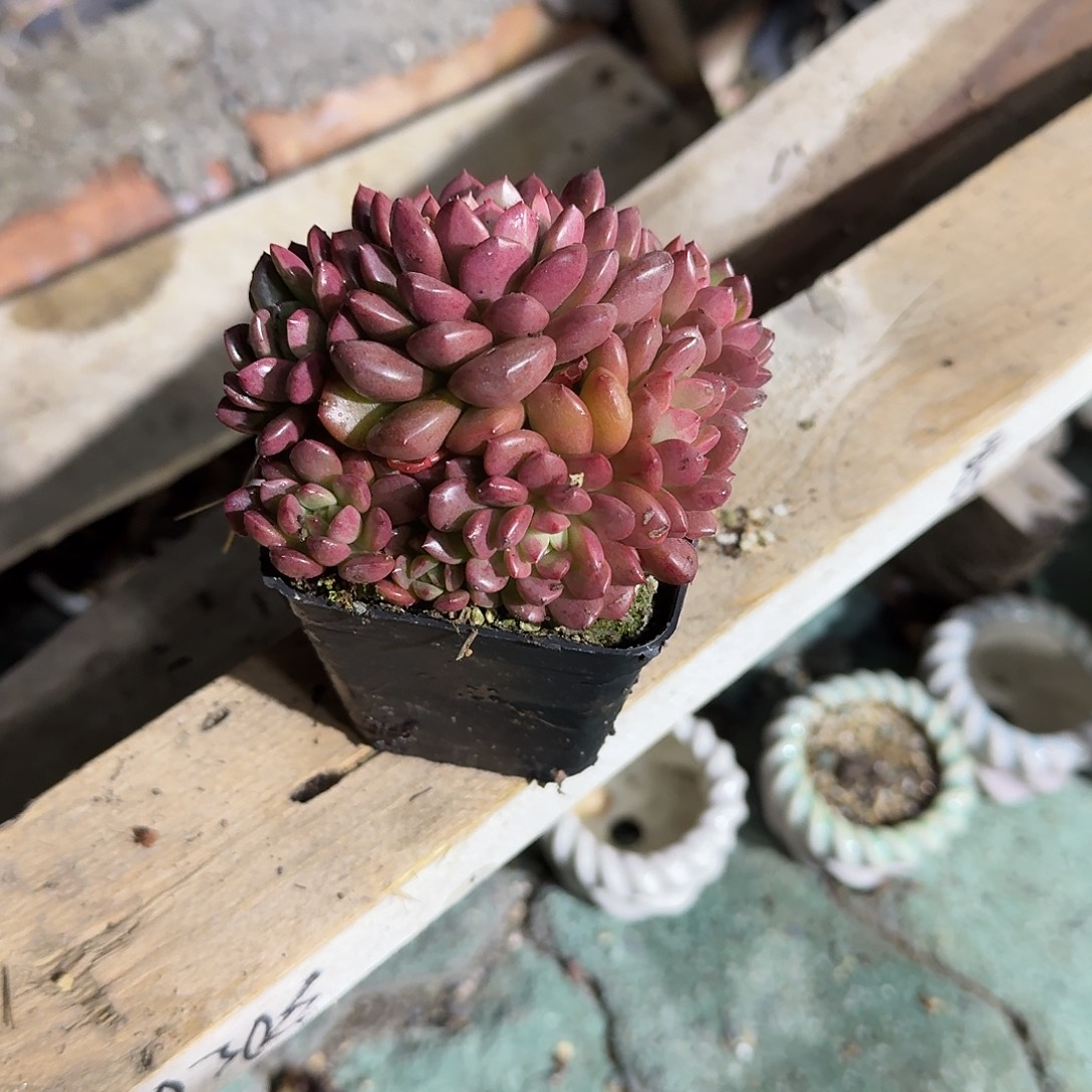 红宝石多肉植物精品